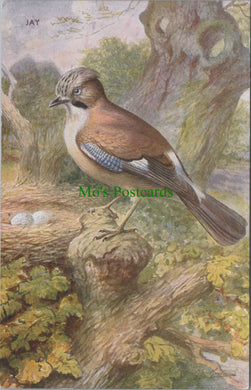 Birds Postcard - Jay Bird