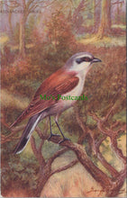 Load image into Gallery viewer, Birds Postcard - Red Backed Shrike
