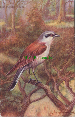 Birds Postcard - Red Backed Shrike