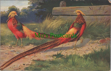 Birds Postcard - Golden Pheasant