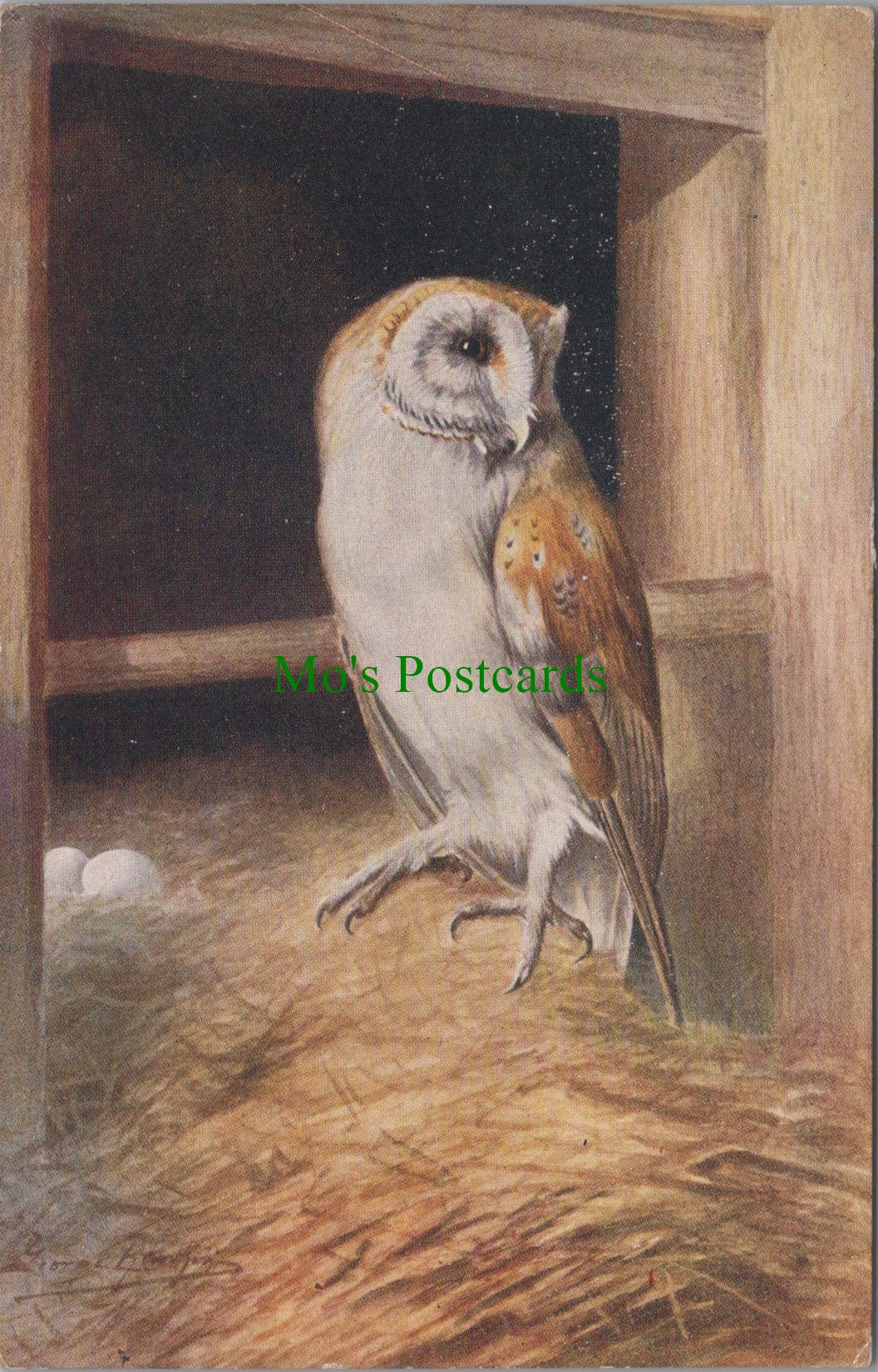 Birds Postcard - Owl on Nest