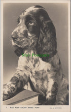 Load image into Gallery viewer, Blue Roan Cocker Spaniel Puppy
