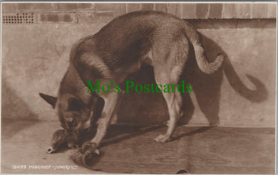 Animals Postcard - Dogs - Mischief