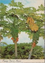 Load image into Gallery viewer, Papaya Trees in Hawaii
