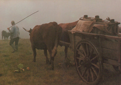 France Postcard - A L'Aube Apres La Traite En Route Vers Le Buron Pour La Fabrication Du Cantal - Mo’s Postcards 