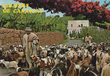 Load image into Gallery viewer, Spain Postcard - Islas Canarias - Coulours of The Canaries - Goat Herding - Mo’s Postcards 
