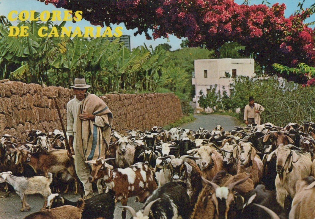 Spain Postcard - Islas Canarias - Coulours of The Canaries - Goat Herding - Mo’s Postcards 