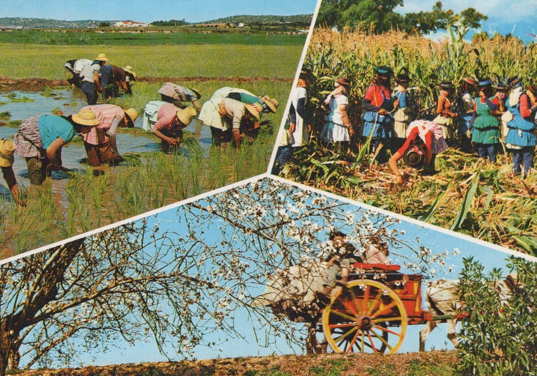 Portugal Postcard - Mowers, Rice Plantation, Flovery Paths - Mo’s Postcards 