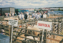 Load image into Gallery viewer, Yorkshire Postcard - Judging Sheep, Malton Show 1989 - Mo’s Postcards 

