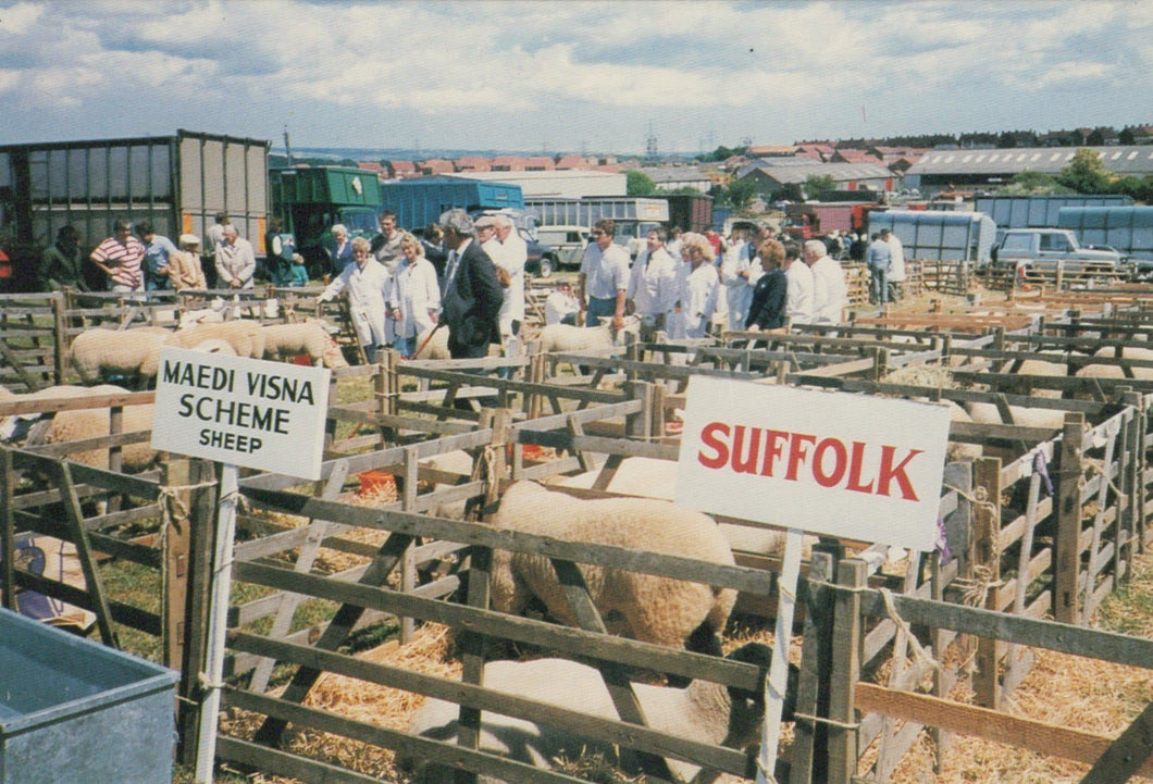 Yorkshire Postcard - Judging Sheep, Malton Show 1989 - Mo’s Postcards 