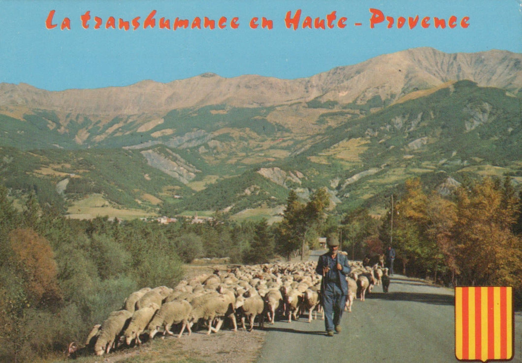 Spain Postcard - La Transhumance En Haute-Provence - Sheep Herding - Mo’s Postcards 
