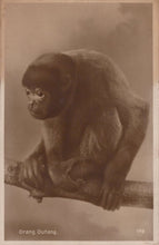 Load image into Gallery viewer, Animals Postcard - Monkeys - Orang Outang - Mo’s Postcards 
