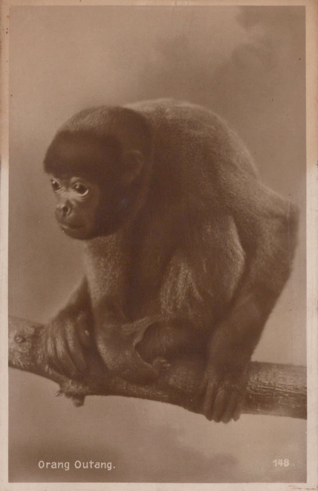Animals Postcard - Monkeys - Orang Outang - Mo’s Postcards 