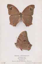 Load image into Gallery viewer, Animals Postcard - Exotic Butterflies - Melanitis Leda - British Museum - Mo’s Postcards 
