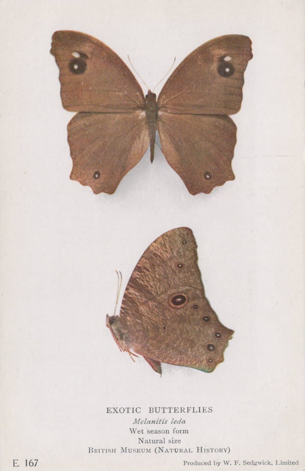 Animals Postcard - Exotic Butterflies - Melanitis Leda - British Museum - Mo’s Postcards 