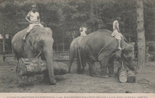 Load image into Gallery viewer, Animals Postcard - Franco-British Exhibition 1908 - Elephants, Ceylon Village &amp; Indian Arena - Mo’s Postcards 
