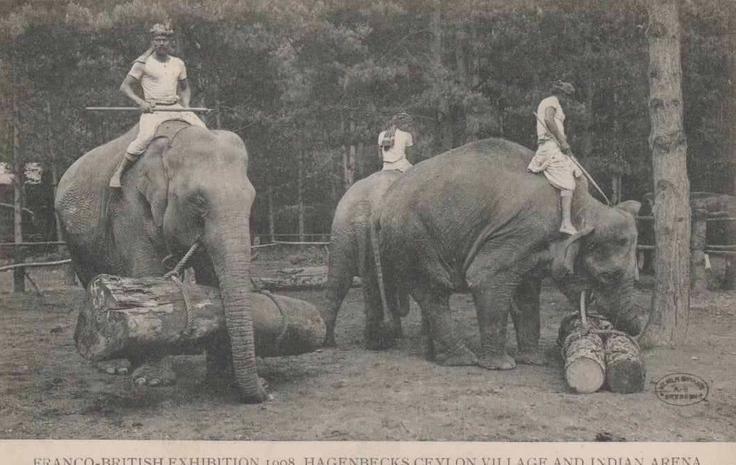 Animals Postcard - Franco-British Exhibition 1908 - Elephants, Ceylon Village & Indian Arena - Mo’s Postcards 