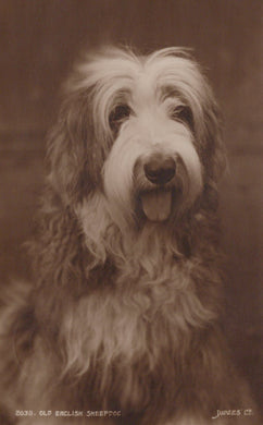 Animals Postcard - Dogs - Old English Sheepdog, 1938 - Mo’s Postcards 