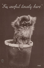 Load image into Gallery viewer, Animals Postcard - Dogs - Cute Dog in a Flower Pot - &quot;I&#39;m Awful Lovely Here&quot; - Mo’s Postcards 
