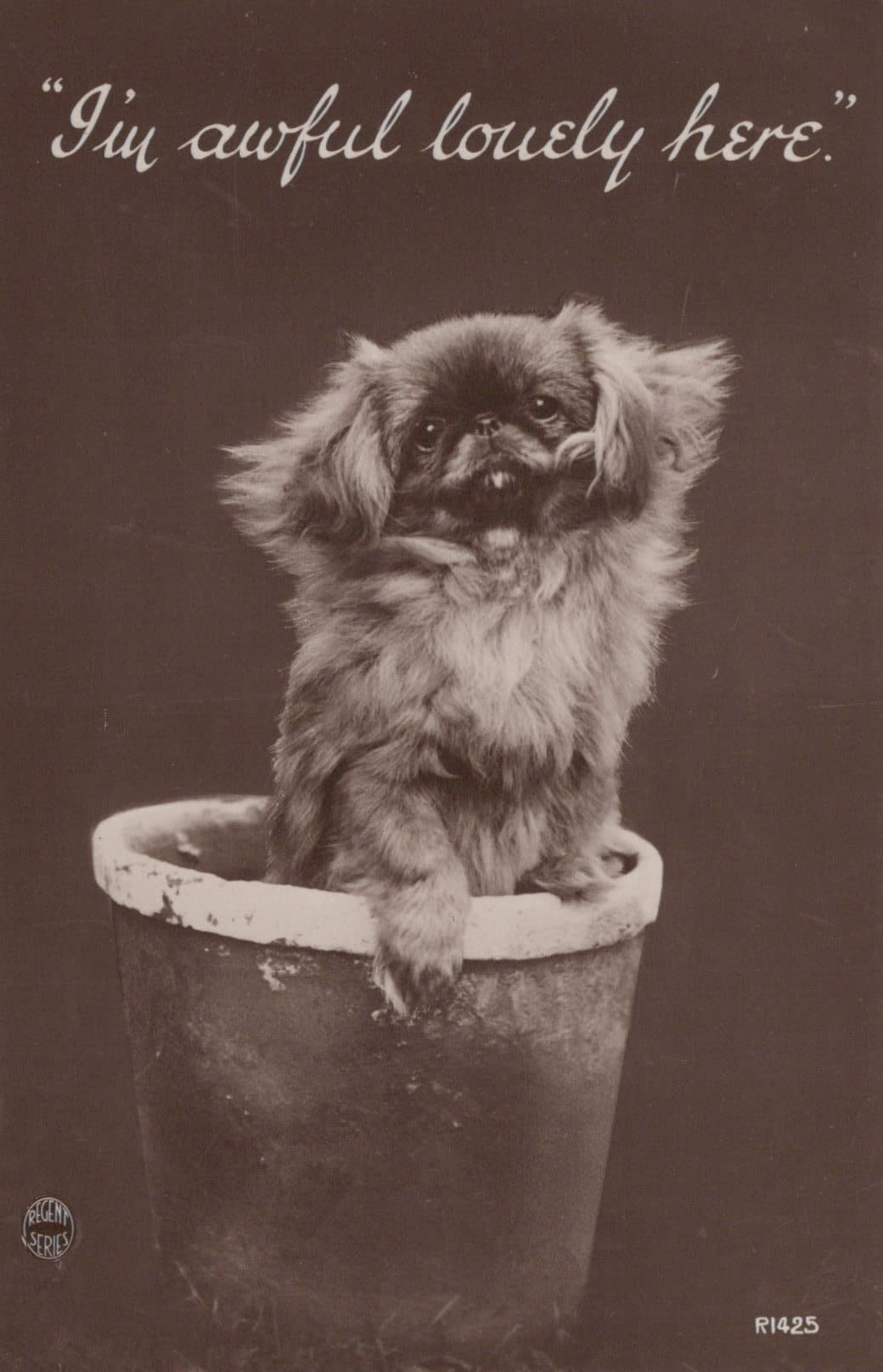 Animals Postcard - Dogs - Cute Dog in a Flower Pot - 