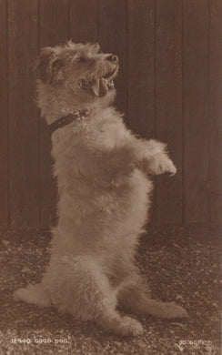 Animals Postcard - Dogs - A Cute Dog - 