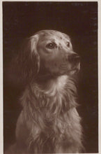 Load image into Gallery viewer, Animals Postcard - Dogs - A Spaniel - Mo’s Postcards 

