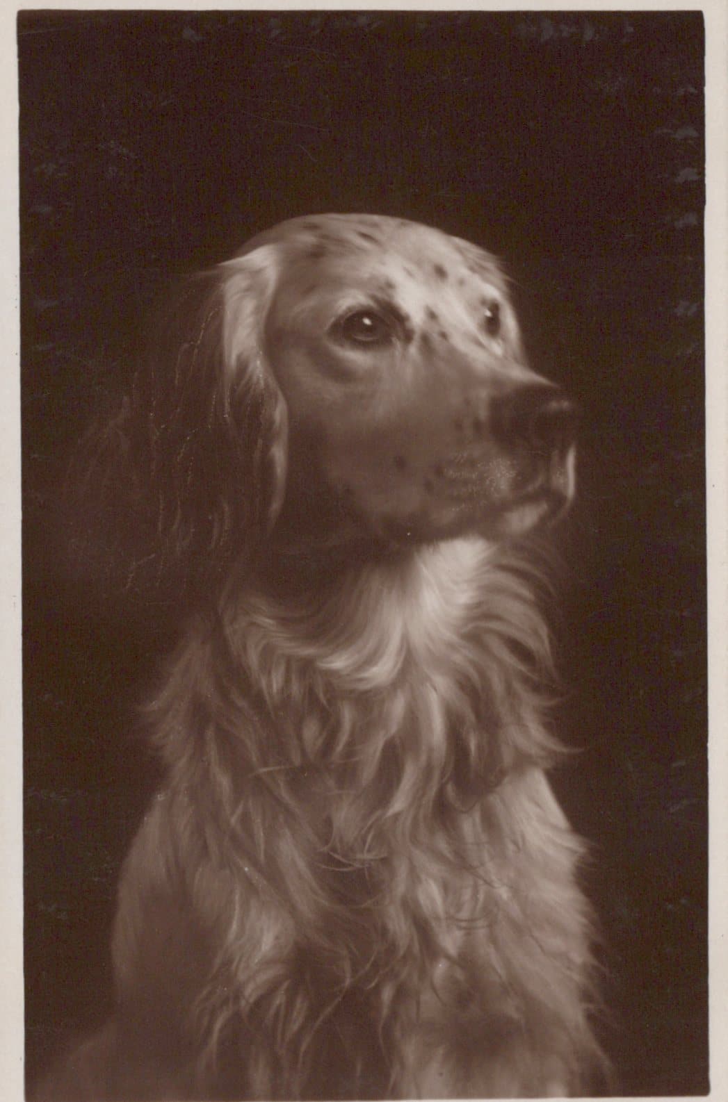 Animals Postcard - Dogs - A Spaniel - Mo’s Postcards 