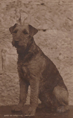 Animals Postcard - Dogs - An Airedale Terrier - Mo’s Postcards 