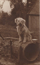Load image into Gallery viewer, Animals Postcard - Dogs - A Sad Scruffy Looking Dog - Home, Sweet Home - Mo’s Postcards 
