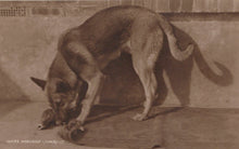 Load image into Gallery viewer, Animals Postcard - Dogs - A Dog Causing Mischief - Mo’s Postcards 
