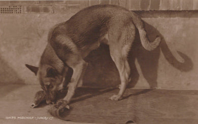Animals Postcard - Dogs - A Dog Causing Mischief - Mo’s Postcards 