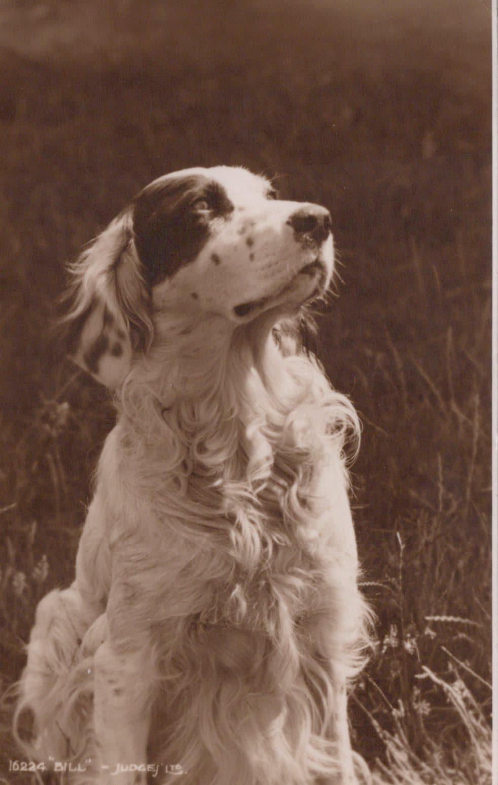 Animals Postcard - Dogs - Spaniel 