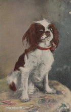 Load image into Gallery viewer, Animals Postcard - Dogs - Cute Dog - &quot;The Royalist&quot;, 1910 - Mo’s Postcards 
