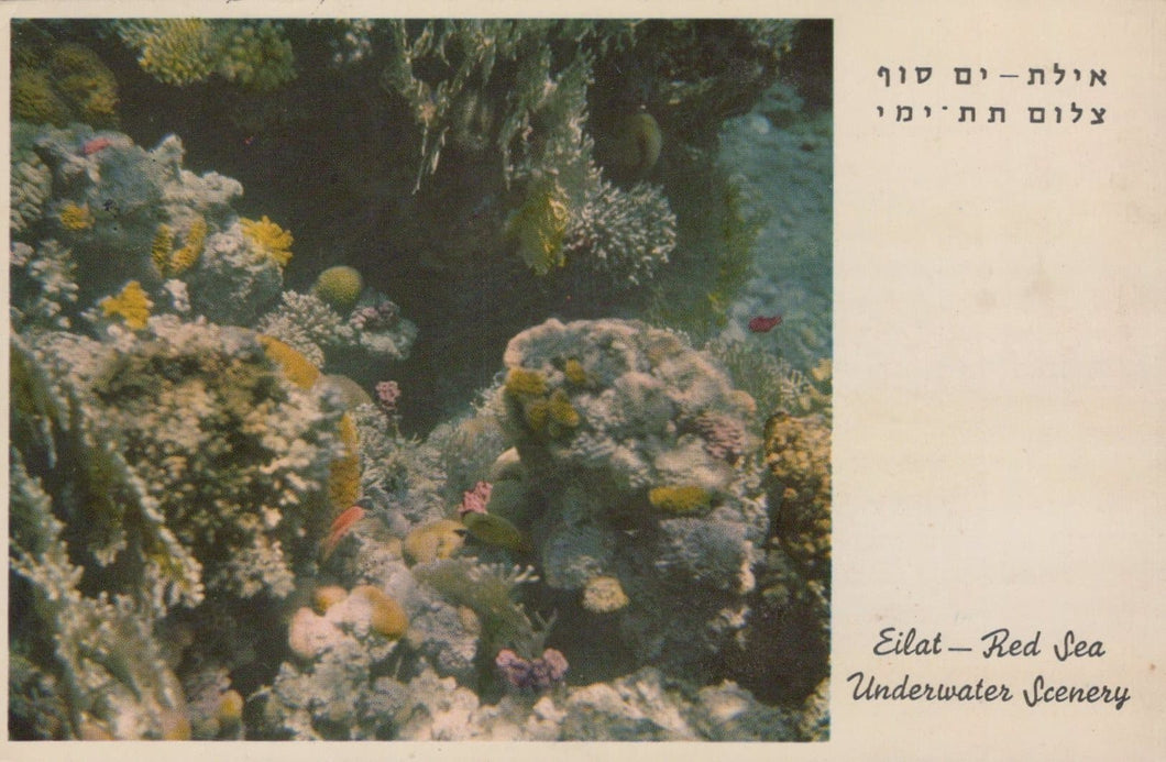 Israel Postcard - Eilat - Red Sea - Underwater Scenery - Mo’s Postcards 