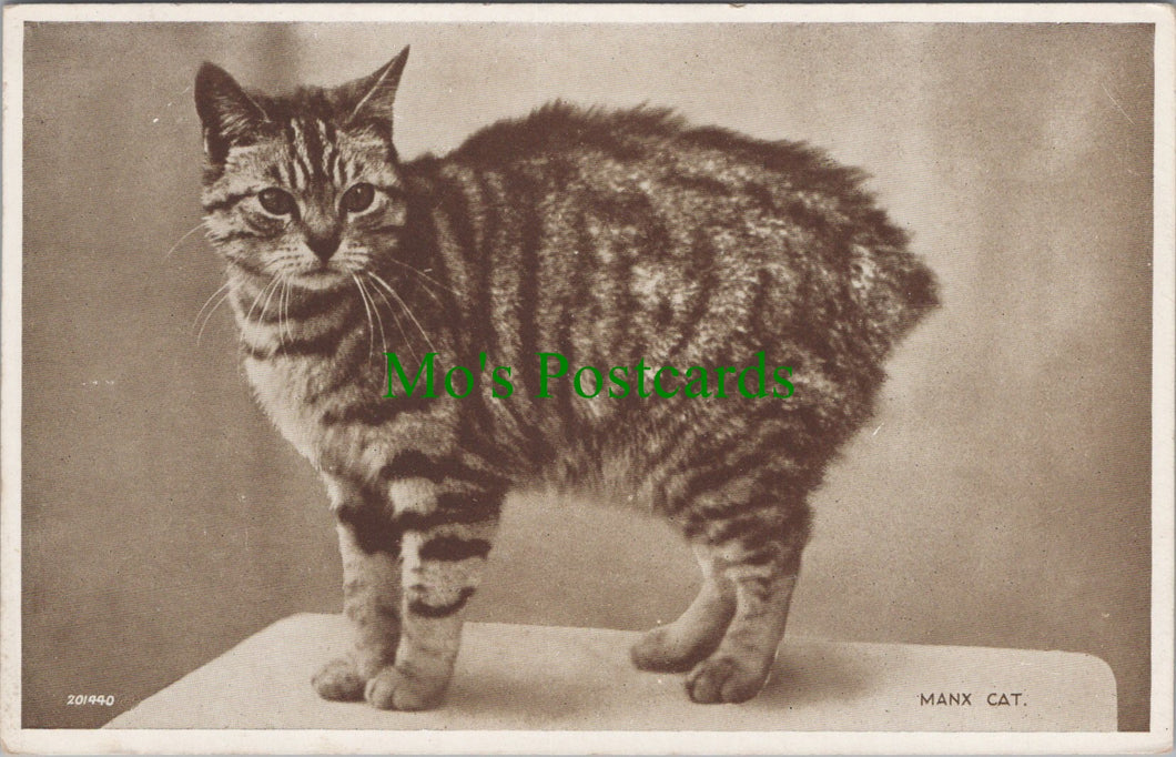 Animals Postcard - A Manx Cat