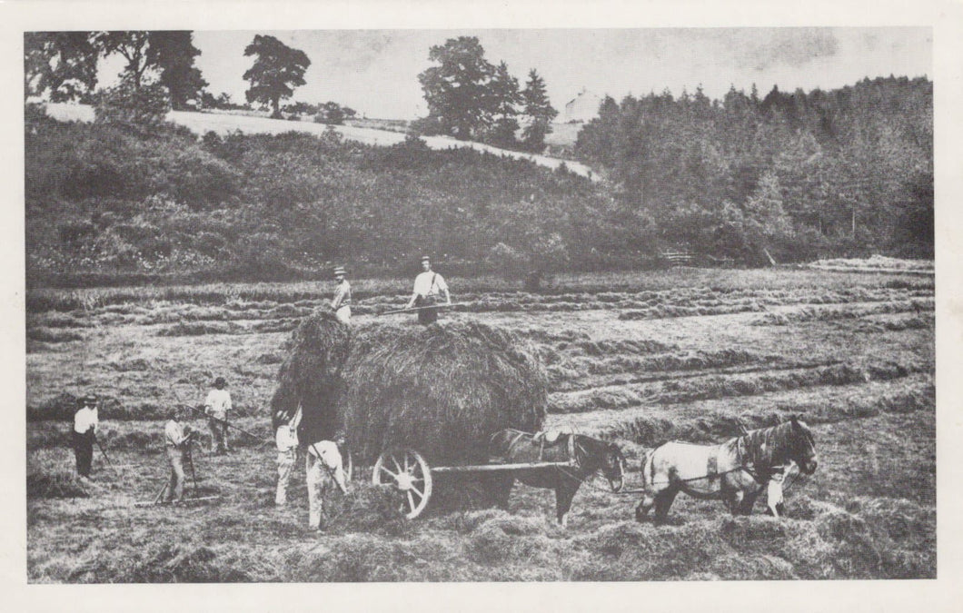 Oxfordshire Postcard - Harvesting The Hay, Wootton, Near Woodstock About 1900 - Mo’s Postcards 