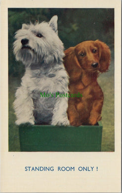 Dogs Postcard - White West Highland Terrier