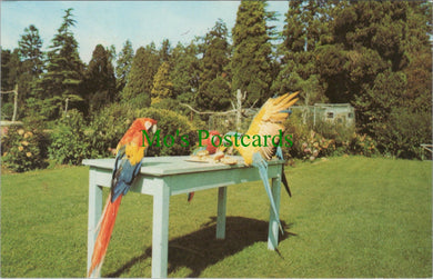 Liberty Flying Macaws, Tropical Bird Gardens