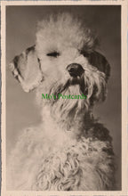 Load image into Gallery viewer, Animals Postcard - RP of a Dog
