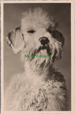Animals Postcard - RP of a Dog