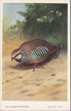 Load image into Gallery viewer, Birds Postcard - Red-Legged Partridge
