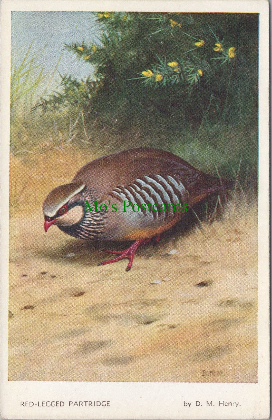 Birds Postcard - Red-Legged Partridge