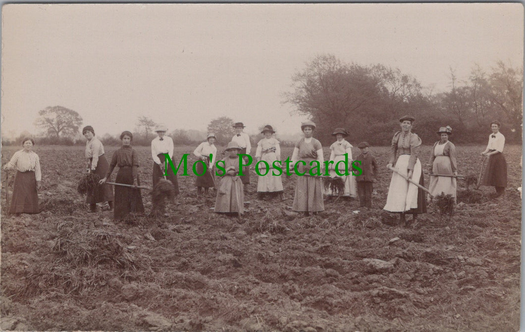 Agricultural Workers in a Field, Mendlesham, Suffolk