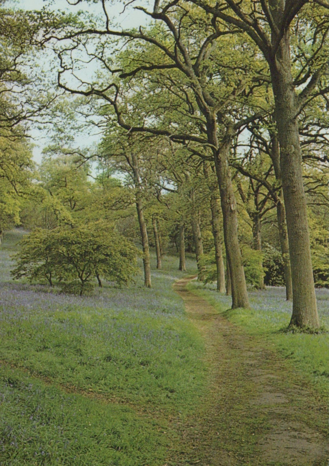 Surrey Postcard - Trees - Bluebell Time at Winkworth Arboretum, Nr Godalming - Mo’s Postcards 