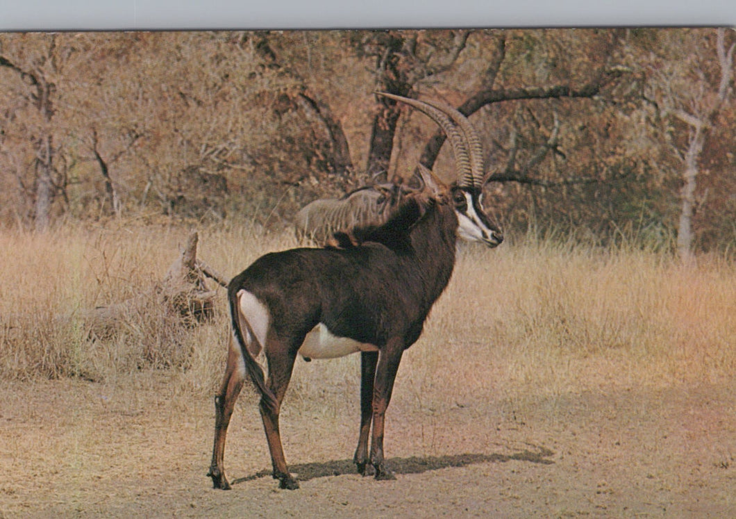 Animals Postcard - Wild Life - Dierelewe - The Sable Antelope - Mo’s Postcards 