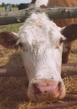 Load image into Gallery viewer, Animals Postcard - Farming - Close Up of a Cow - Mo’s Postcards 
