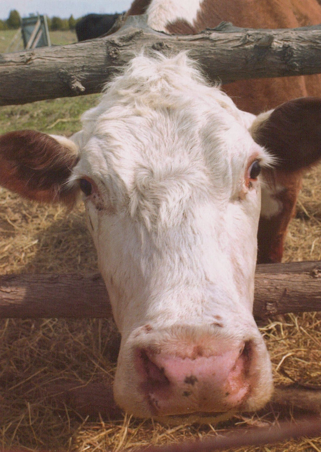 Animals Postcard - Farming - Close Up of a Cow - Mo’s Postcards 