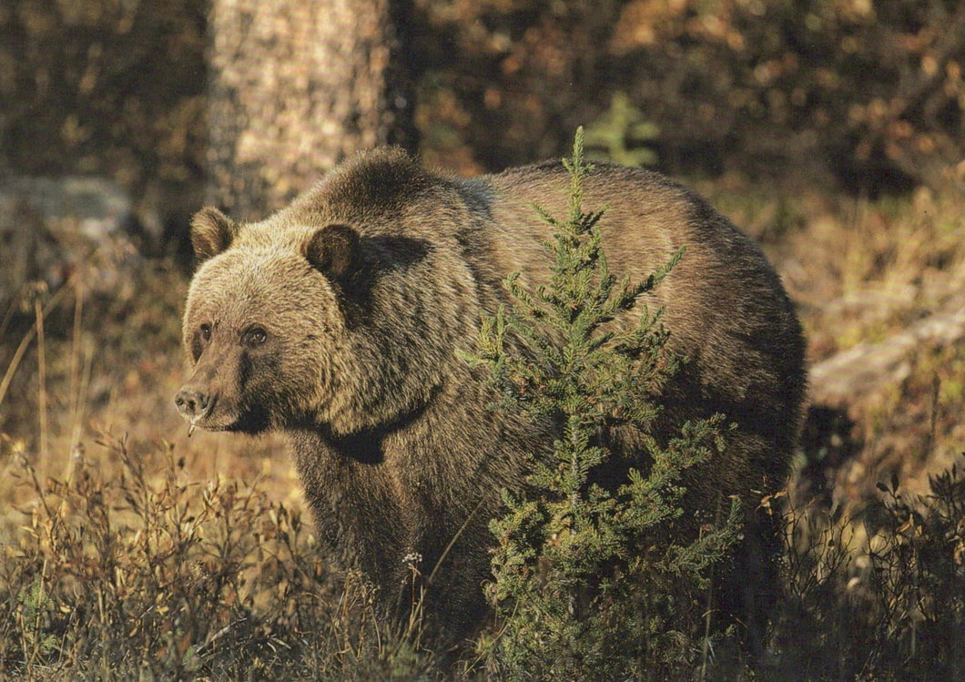 Animals Postcard - North American Wildlife - The Grizzly Bear - Mo’s Postcards 