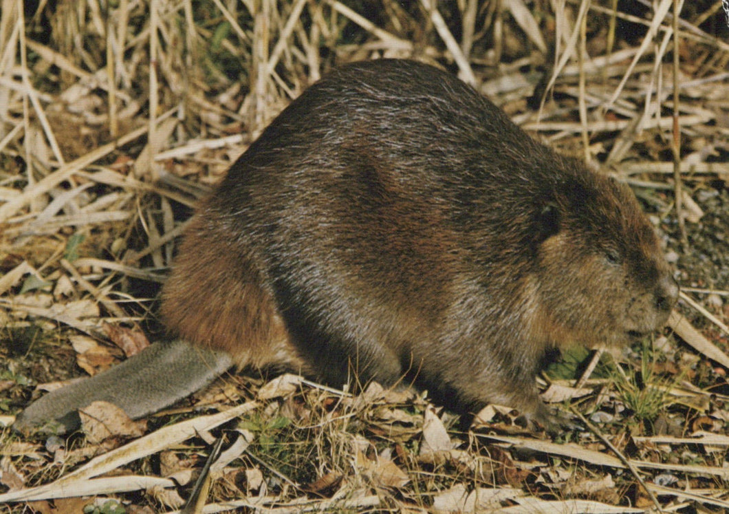 Animals Postcard - North American Wildlife - The Beaver - Mo’s Postcards 