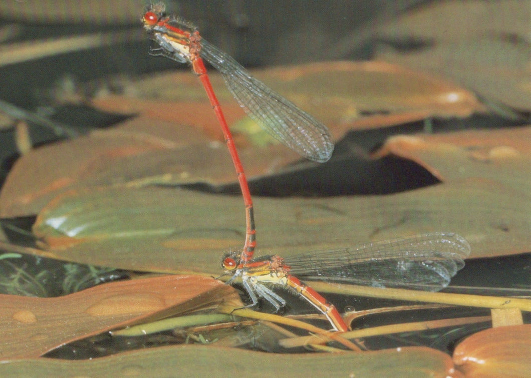 Animals Postcard - Insects - Damselfly Ovipositing - Mo’s Postcards 
